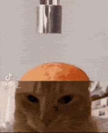 foo